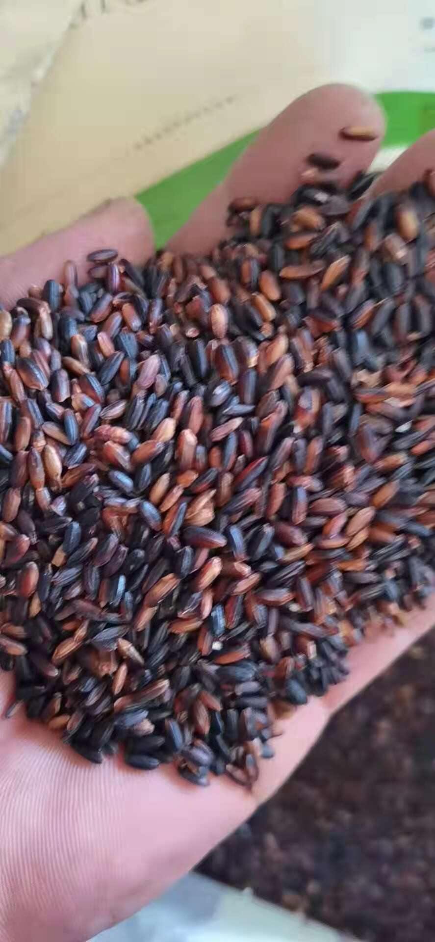 厂家直销血糯米（黑糯米）糯性好，颗粒饱满，均匀，规格齐全