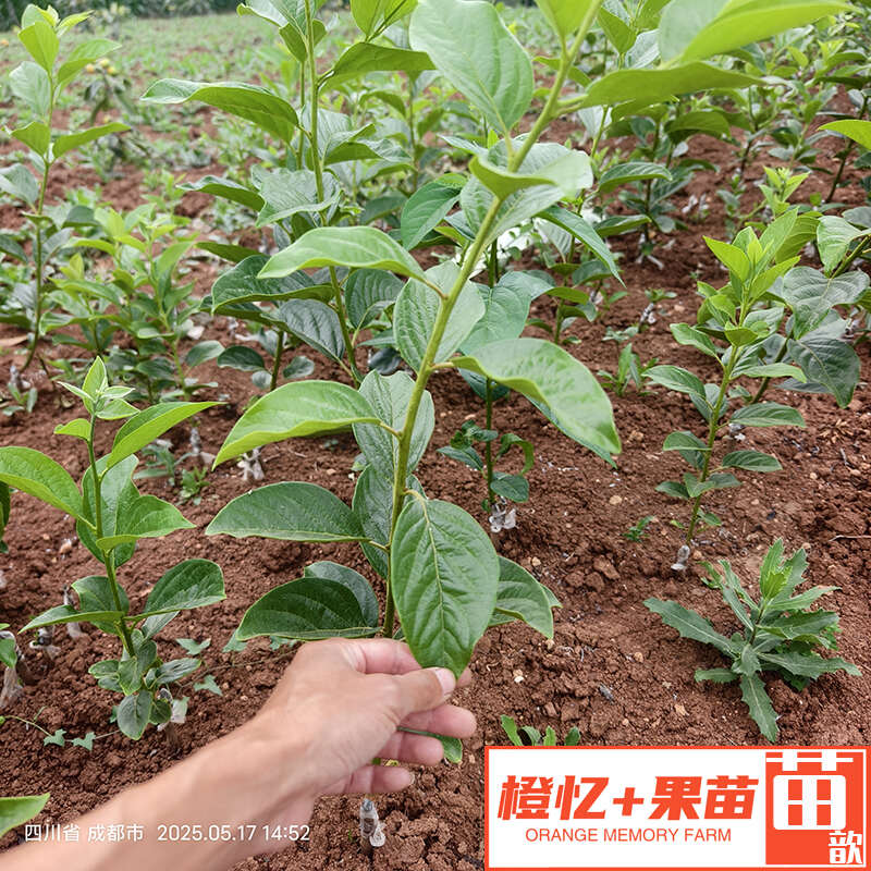 阳丰脆甜柿子苗【零售+批发】橙忆家果苗基地直销