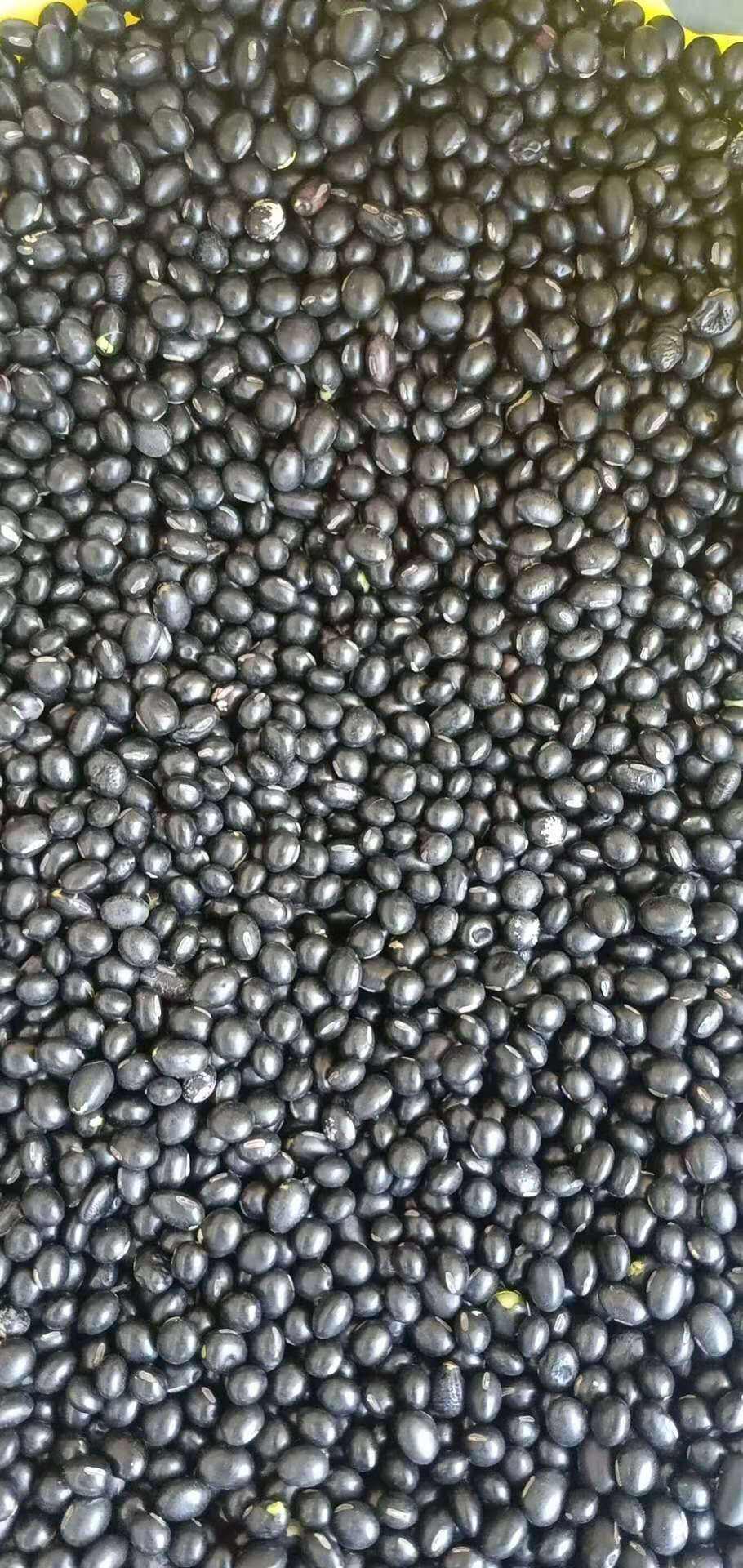 青仁、黄仁、青芯、大粒、中粒黑豆，小粒黑豆规格齐全