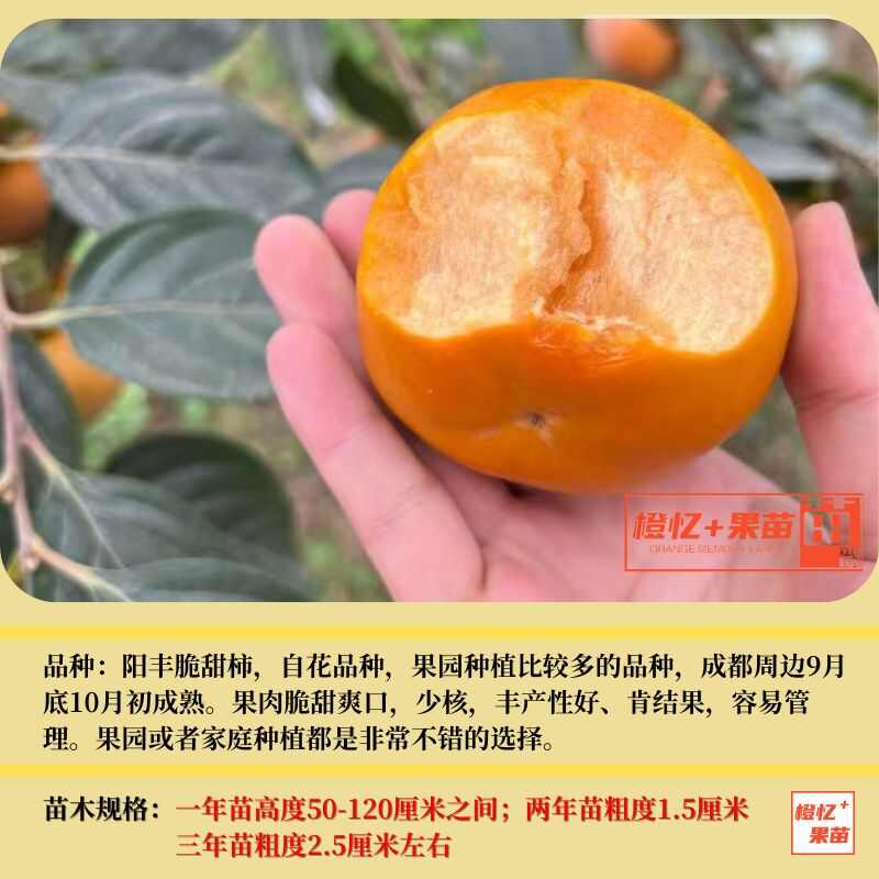 阳丰脆甜柿子苗【零售+批发】橙忆家果苗基地直销