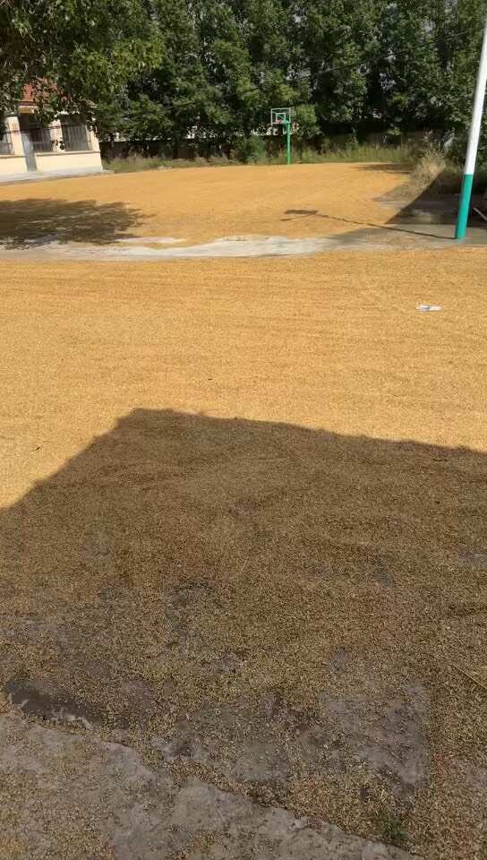 内蒙古乌兰察布莜麦 产地直发优质燕麦