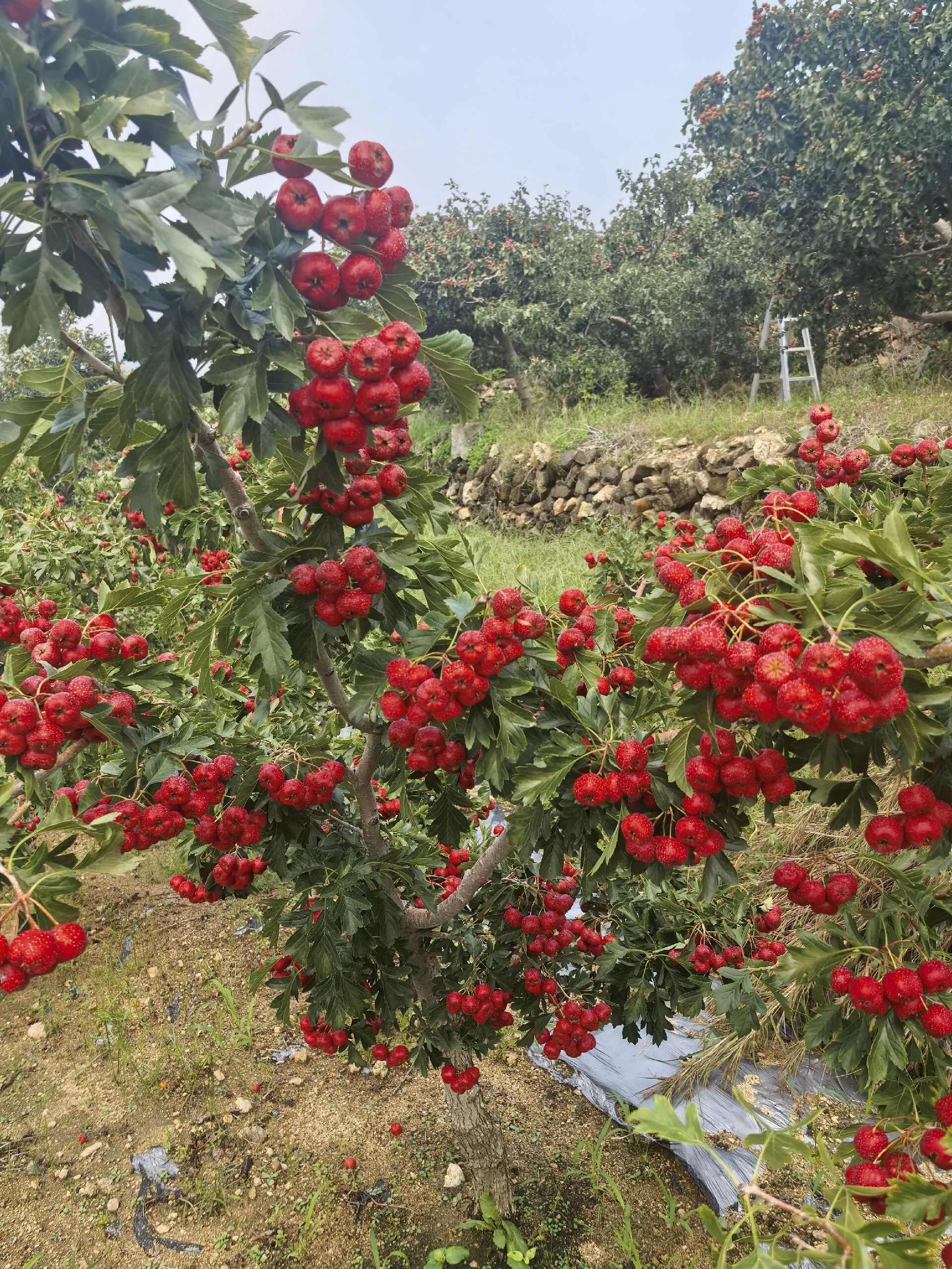 沂蒙山超级甜红子山楂40个头左右一斤