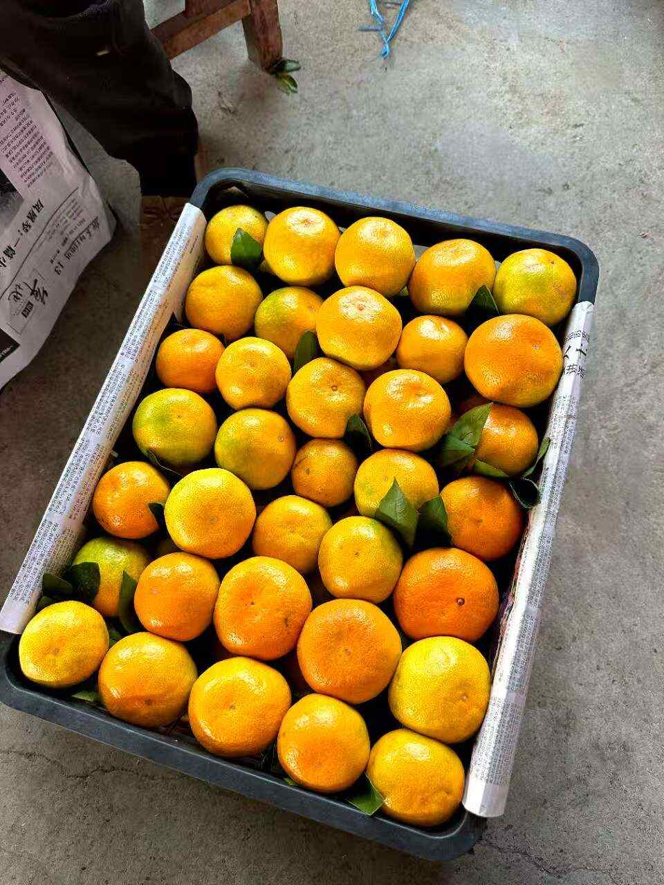 枝江市湖北宜昌蜜桔 新鲜柑橘类水果产地直发，承接市场电商出口