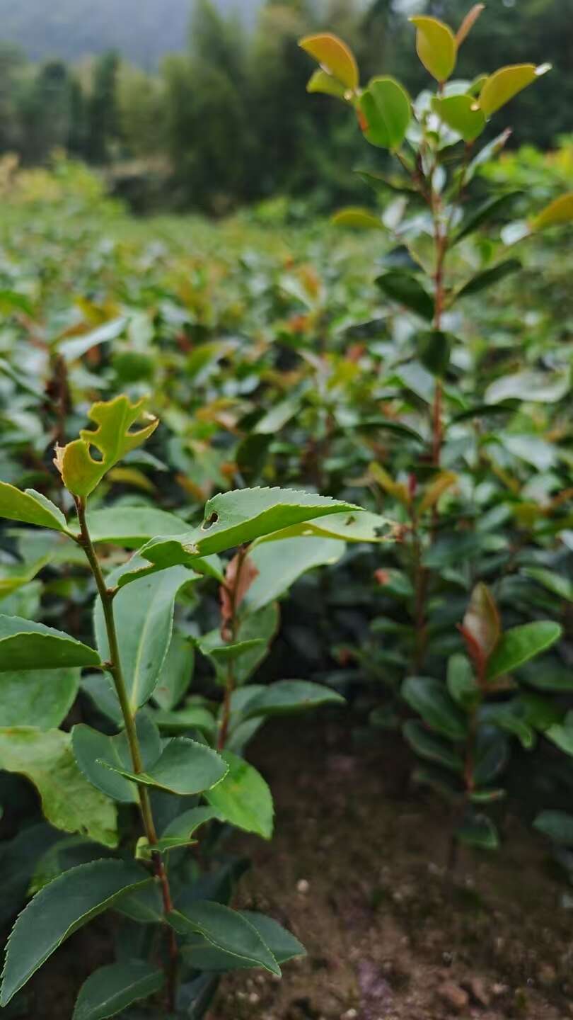 基地直供，油茶树苗地苗，杯苗，货源稳定，欢迎咨询