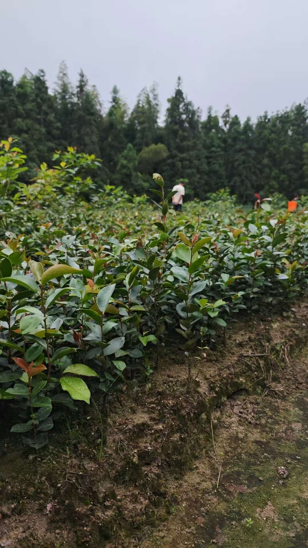 基地直供，油茶树苗地苗，杯苗，货源稳定，欢迎咨询