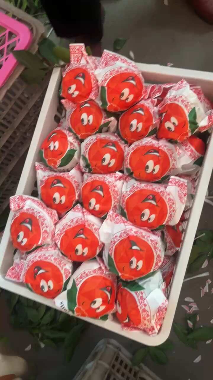假丑橘，不知火，大炮柑，大量有货，宜昌核心产品，一手货源。
