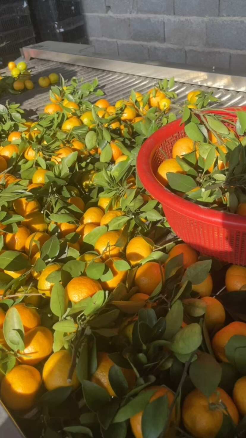 广西南丰蜜桔代办代发包装，越南货，长叶子越南果，货源充足