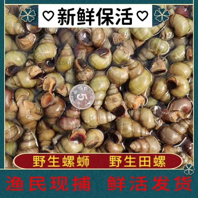 现捞清水田螺鲜活剪尾新鲜螺蛳包邮无沙石螺丝炒嗦螺商用批发
