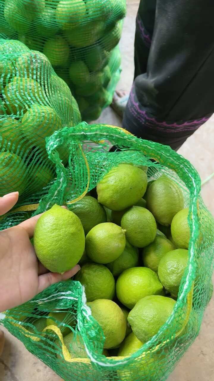尤力克柠檬