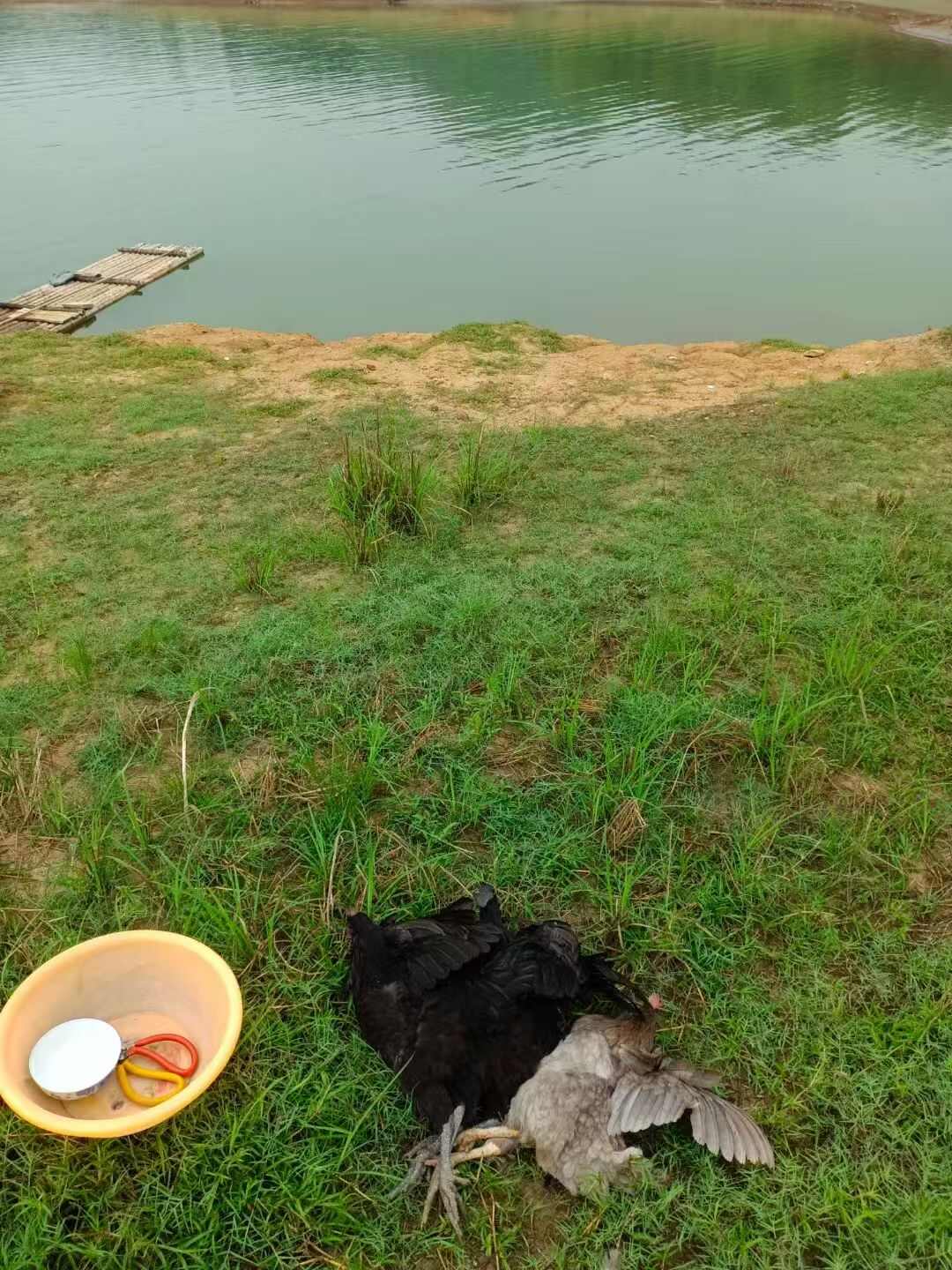 全散养土鸡，品质保证，纯粮食喂养