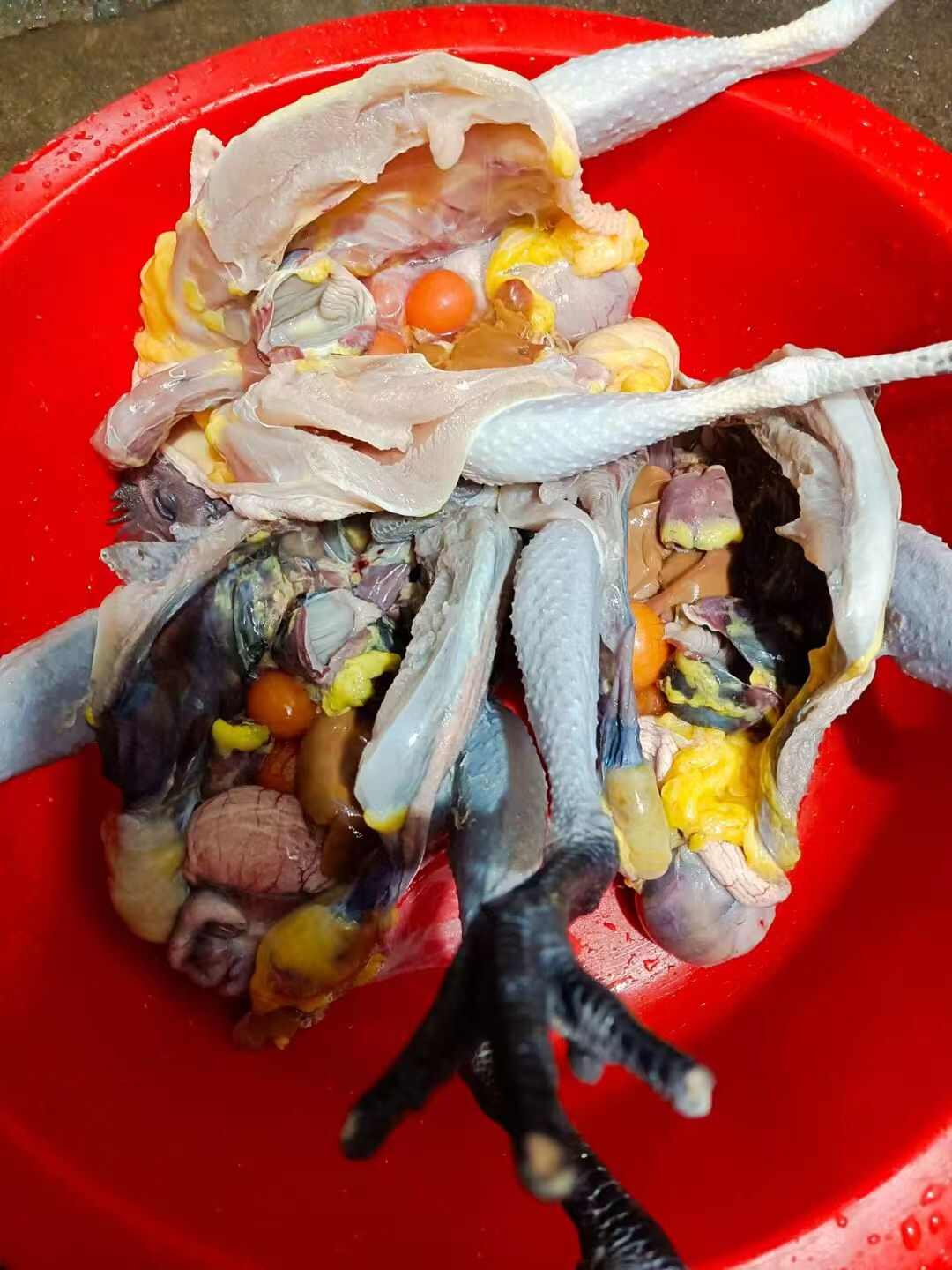 全散养土鸡，品质保证，纯粮食喂养