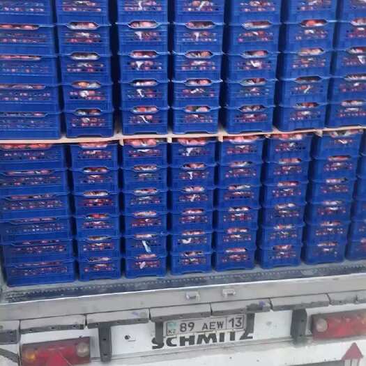 桂林广西沙糖桔外贸出口俄罗斯哈萨克斯坦等中亚国家，代办代发