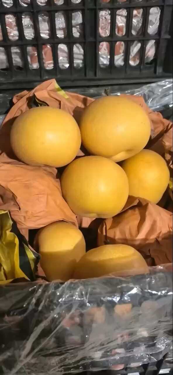 秋月梨大量有货，7毛至1.3元，欢迎新老客户订购