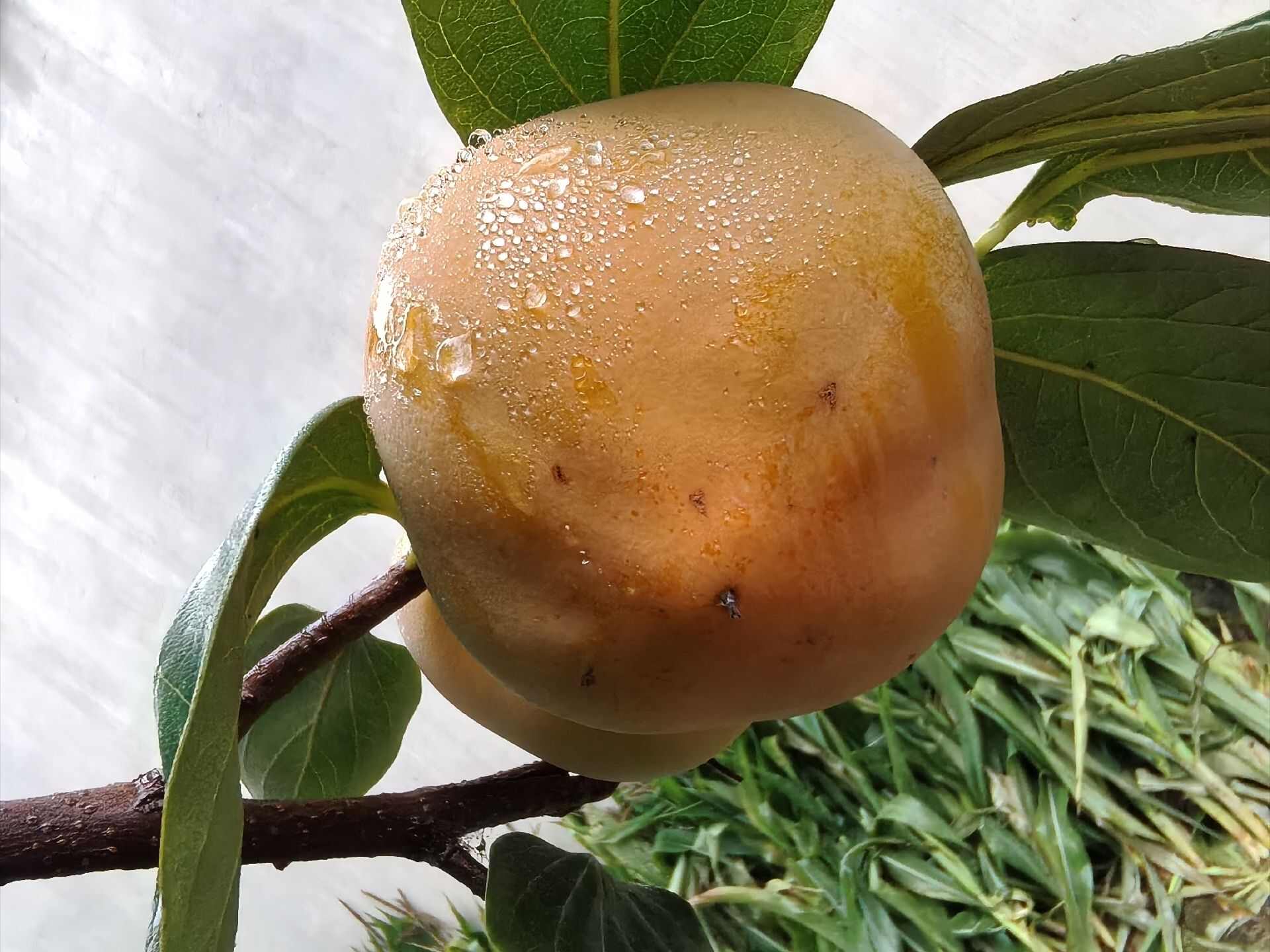 宝鸡涩软柿子水柿子汁多味甜含糖量高肉色金黄个大均匀果皮光