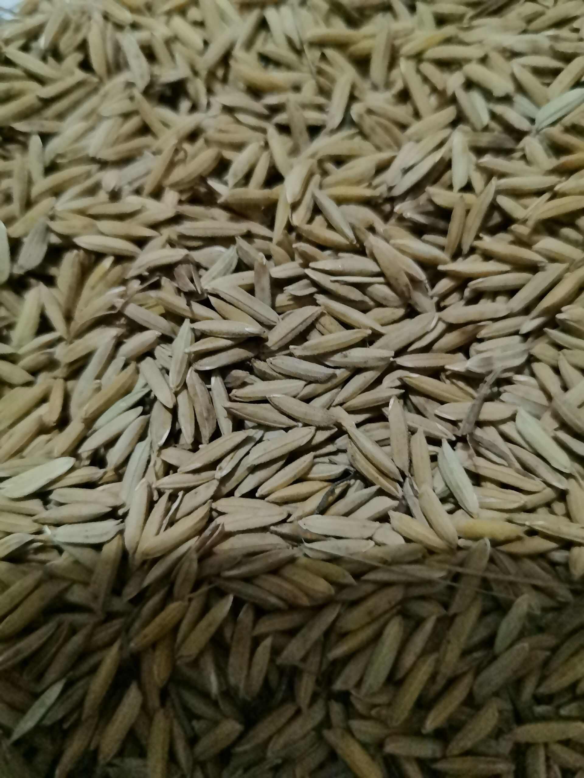 黄花占