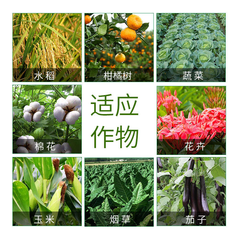 33%阿维螺螨酯红蜘蛛专用药柑橘果树月季草莓花卉农药杀虫剂