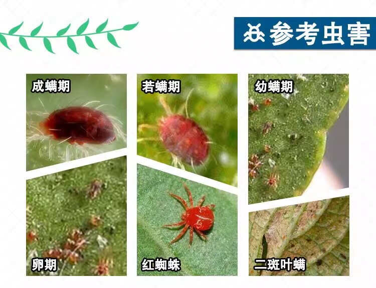 33%阿维螺螨酯红蜘蛛专用药柑橘果树月季草莓花卉农药杀虫剂
