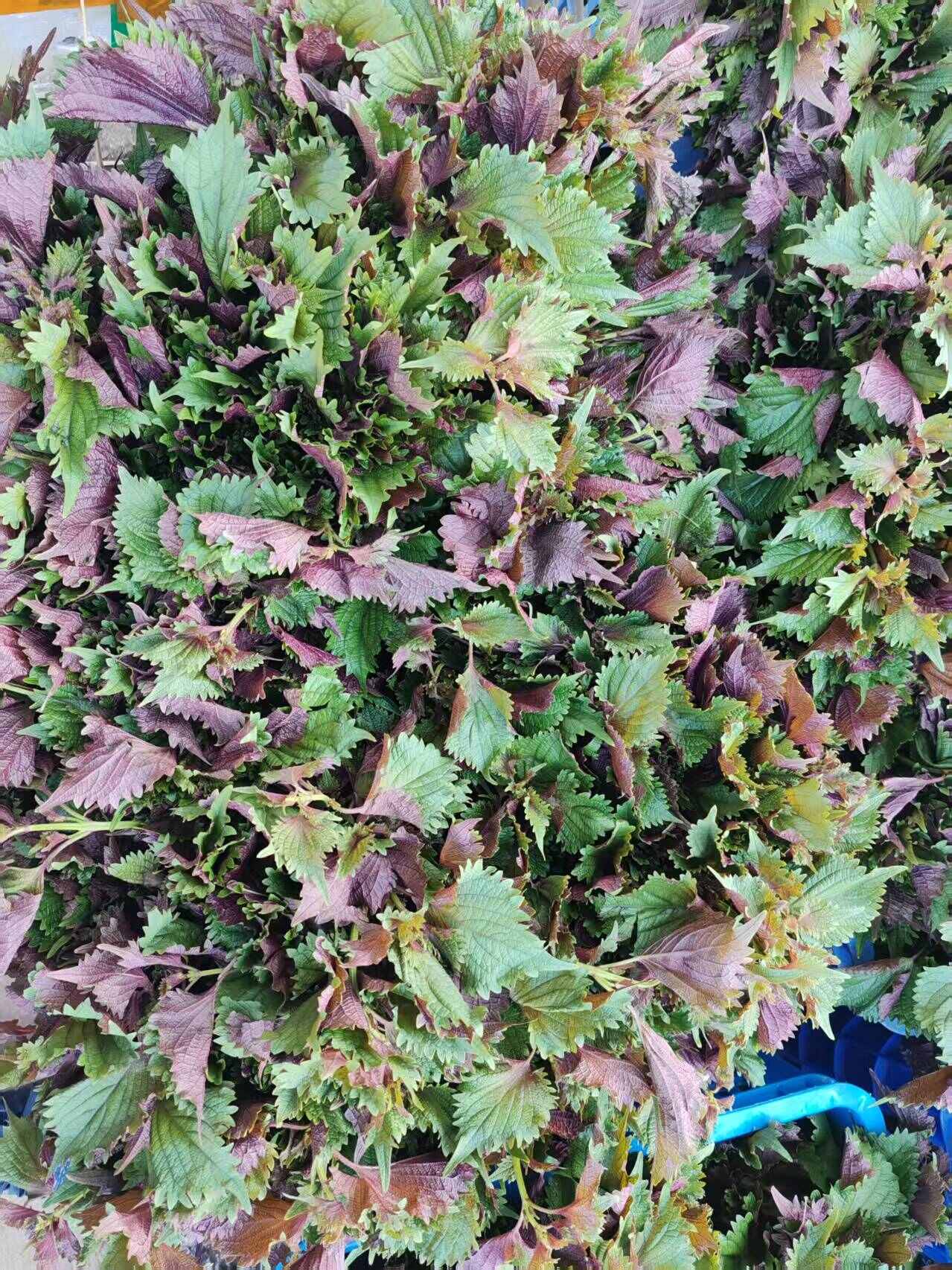 新鲜紫苏叶 烧鱼虾大闸蟹炒田螺紫苏鸭去腥增香