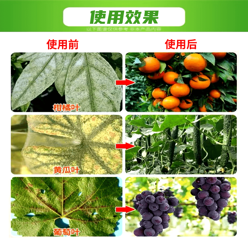 33%阿维螺螨酯红蜘蛛专用药柑橘果树月季草莓花卉农药杀虫剂
