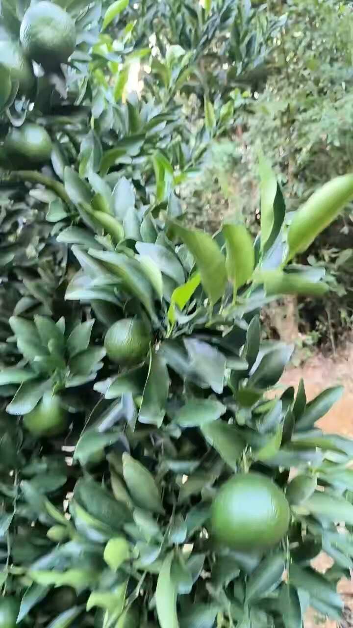 福建椪柑，芦柑