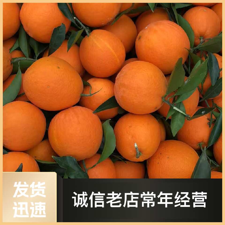 【纽荷尔脐橙】橙子九月红果冻橙 香甜多汁承接电商市场出口