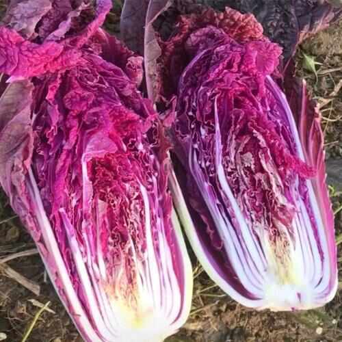 新鲜紫白菜