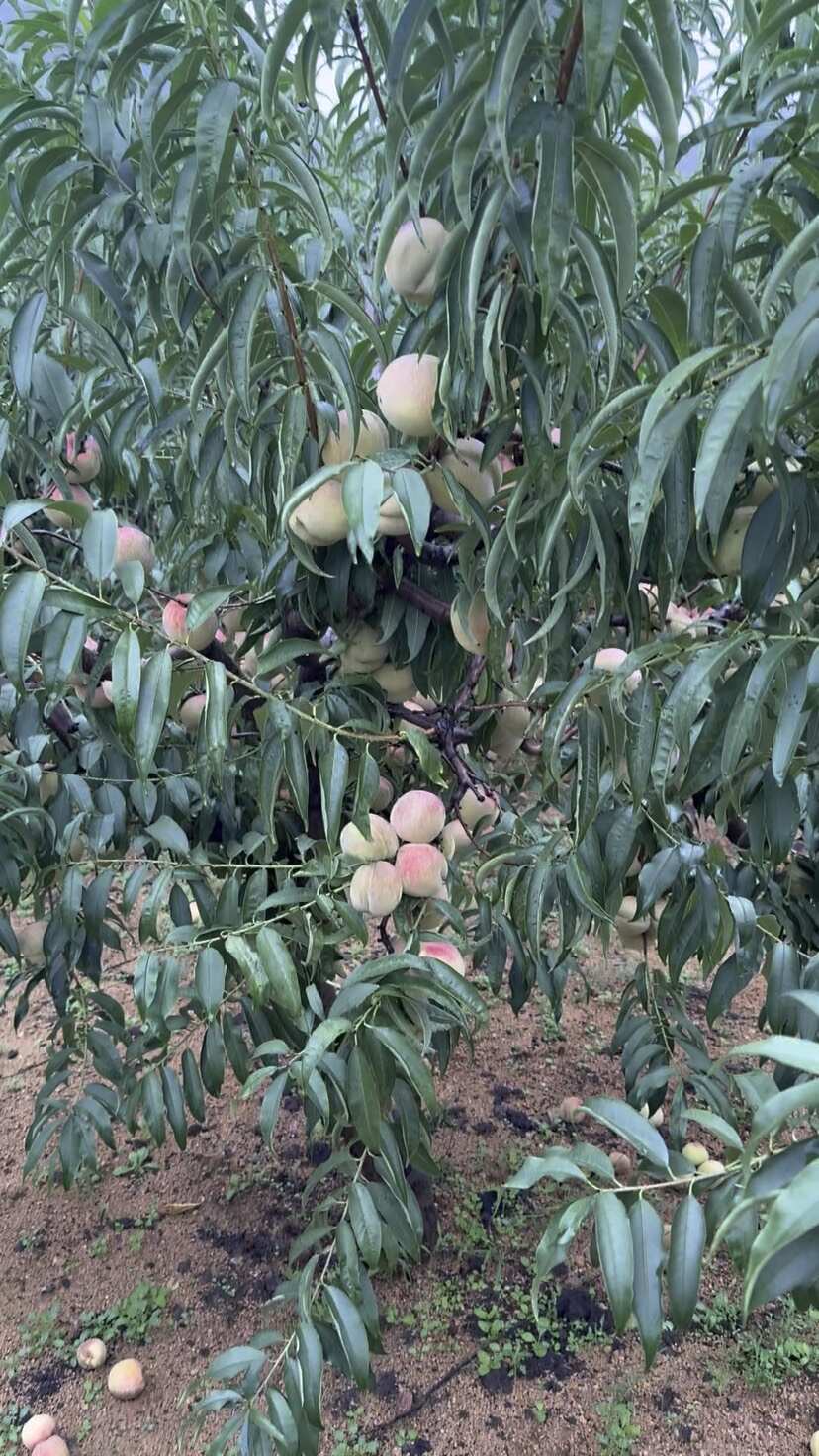 大冬桃月圆脆红毛桃