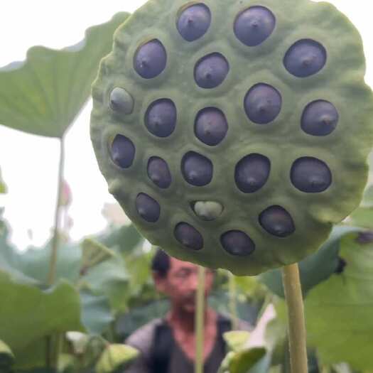 武汉湖北武汉江夏黑莲统货铁莲子 中粒散装9-12mm 无硫干燥