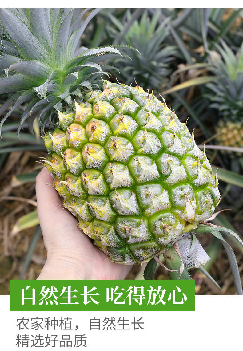 现货一件代发海南金钻凤梨当季现摘现发供应电商各大平台非菠萝
