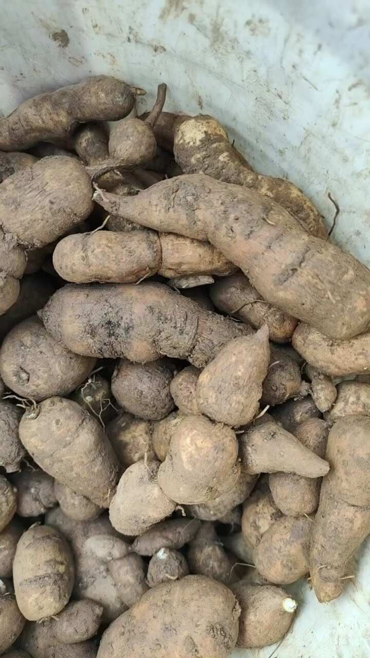 金果榄、地苦胆、青牛胆鲜果