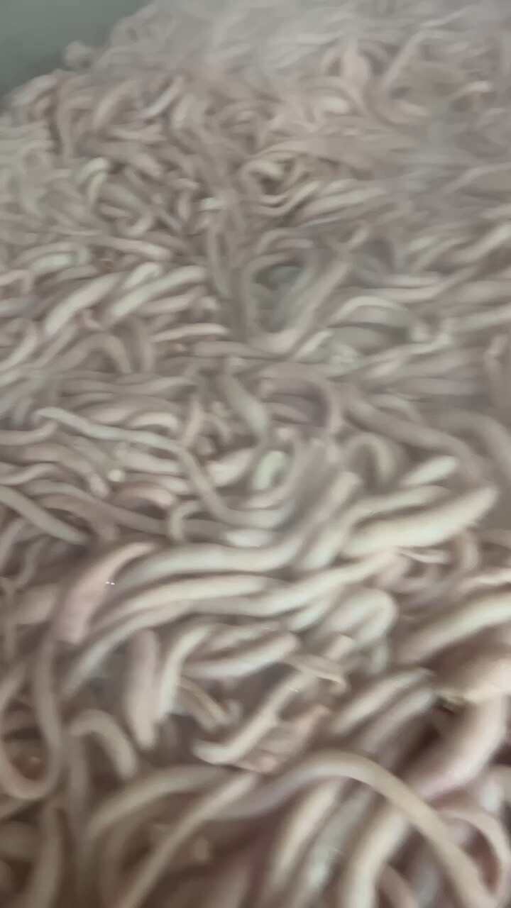 十成熟羊肠子，源头工厂，一件起发。