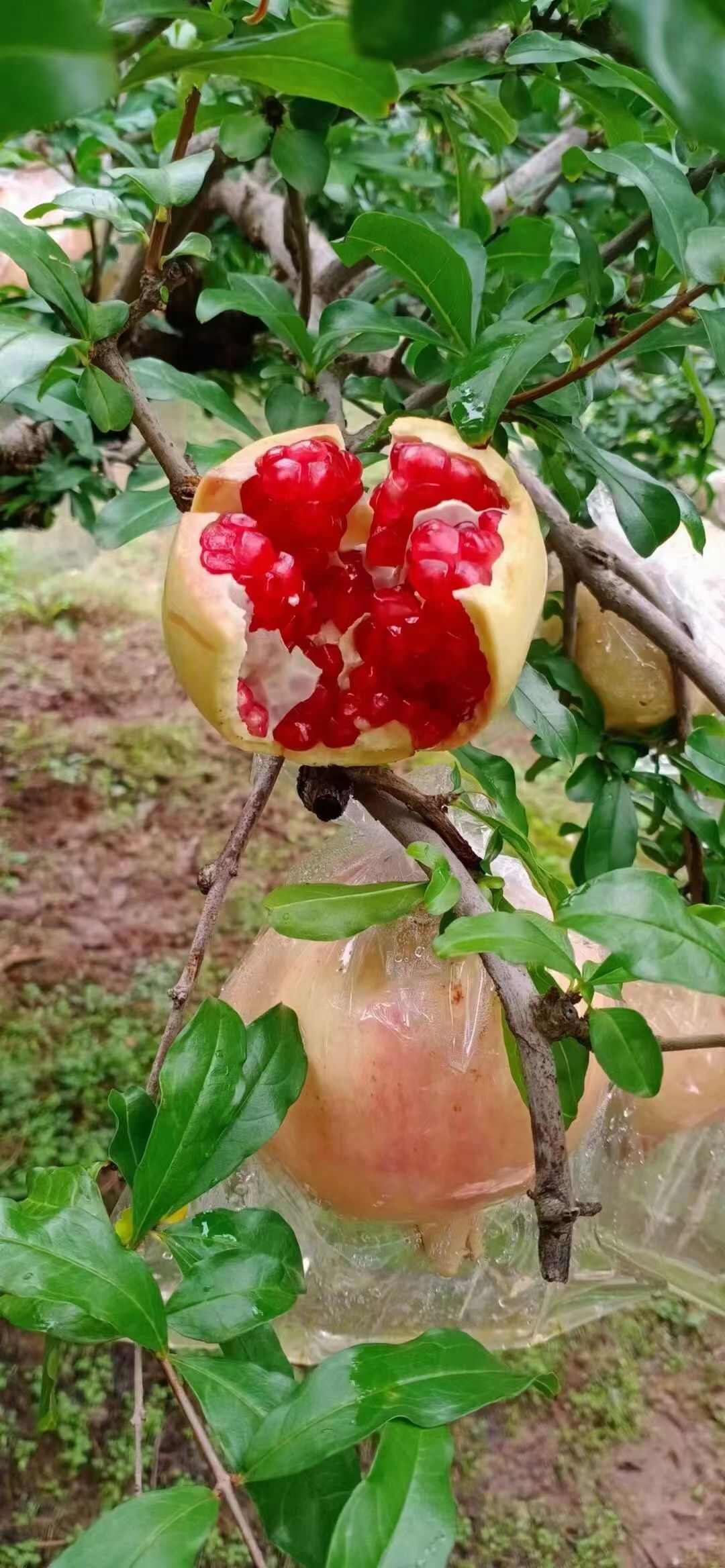 临潼石榴