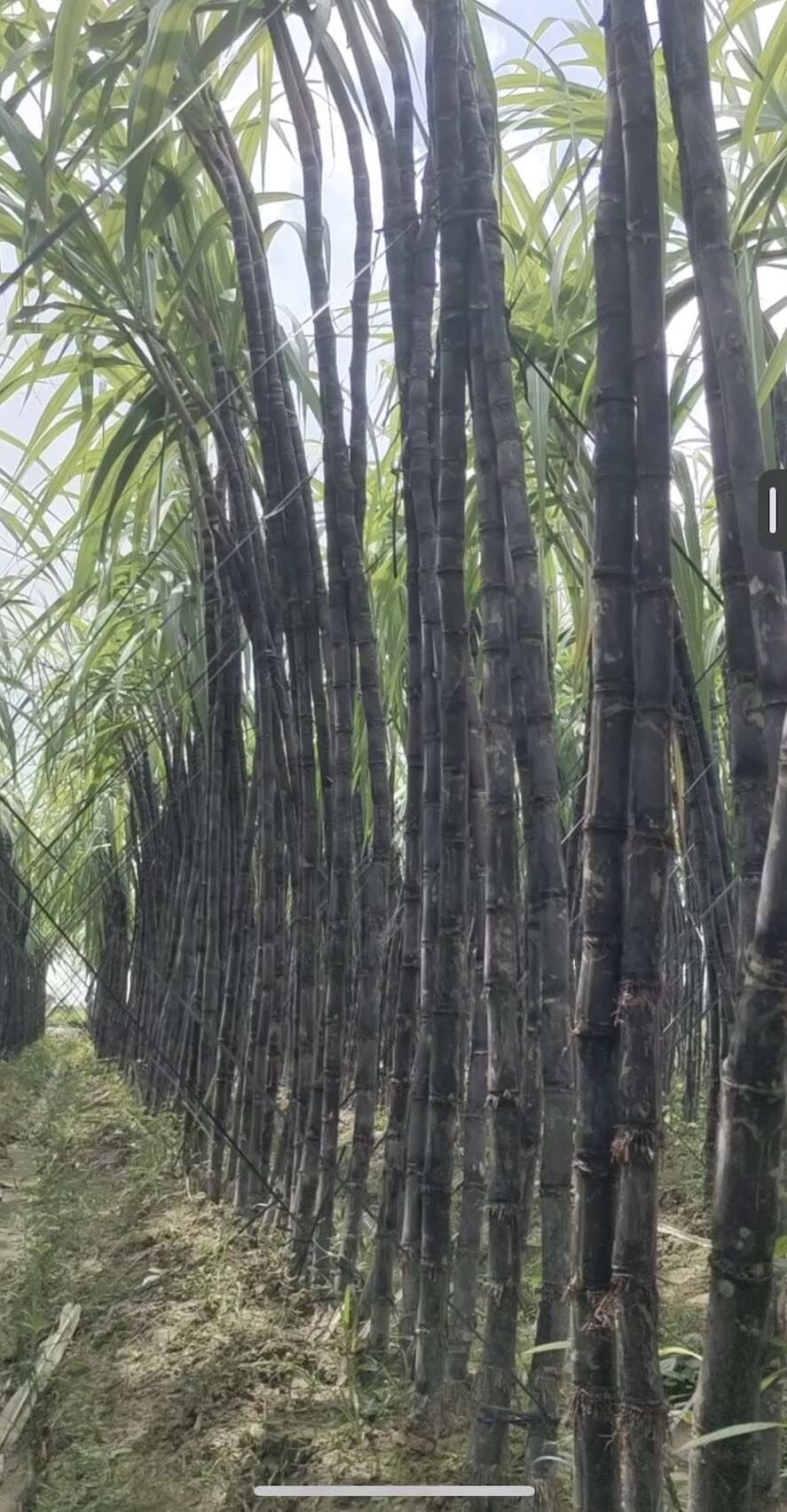 黑甘蔗白甘蔗