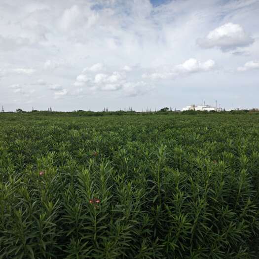 慈溪市夹竹桃苗 浙江 夹竹桃苗木基地