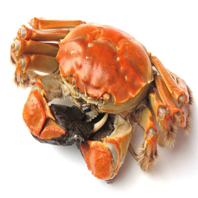 湖北洪湖基地养殖大闸蟹规格齐全