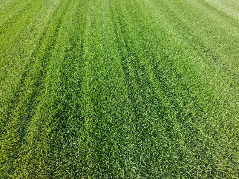 通州绿化草皮厂家通州卖草坪价格通州草坪批发通州公园草坪基地