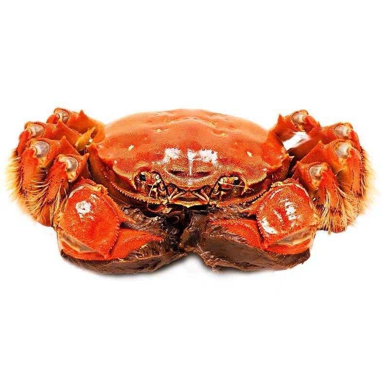 湖北洪湖基地养殖大闸蟹规格齐全