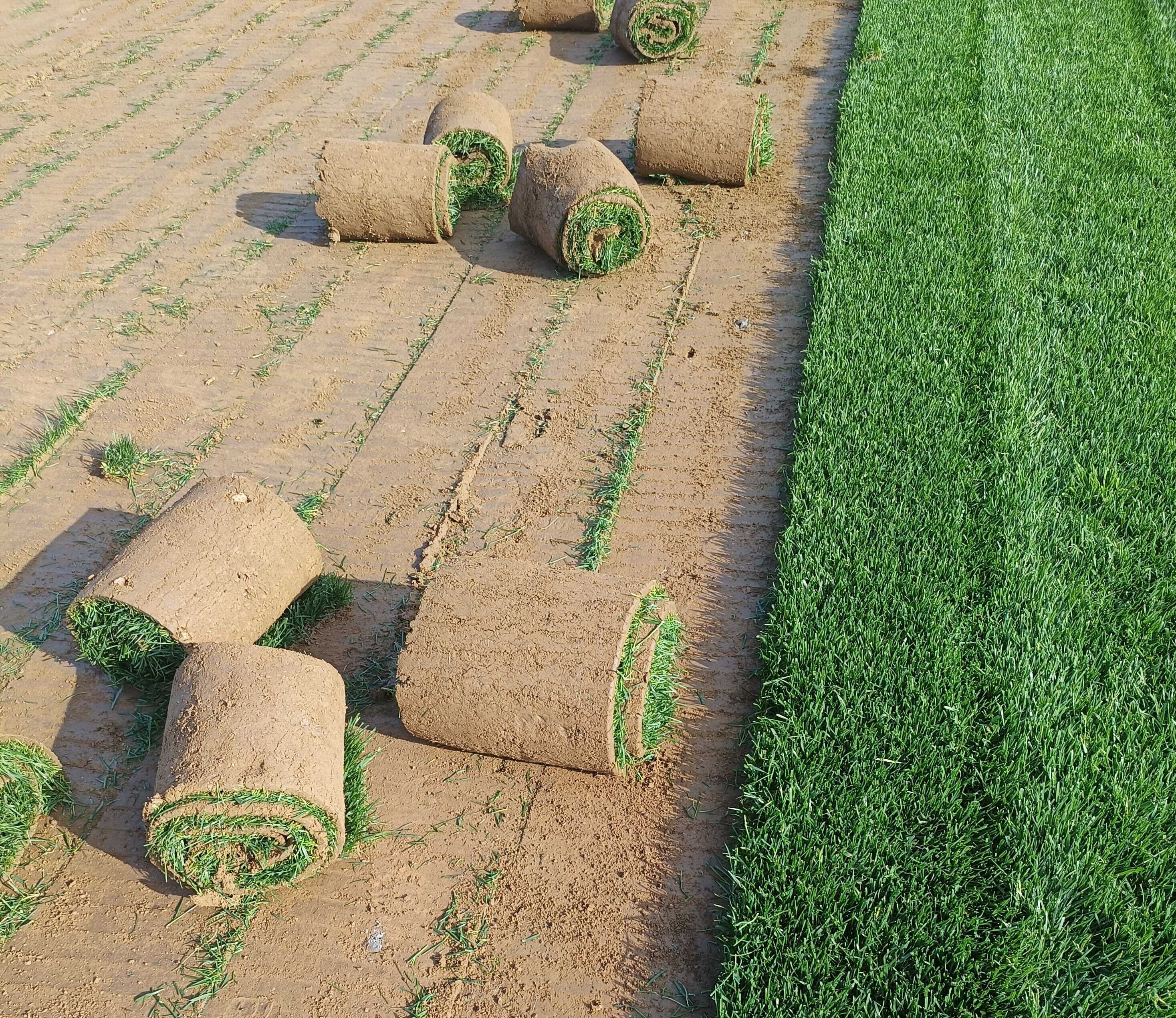 怀柔绿化草皮厂家密云卖草坪批发顺义销售草坪价格