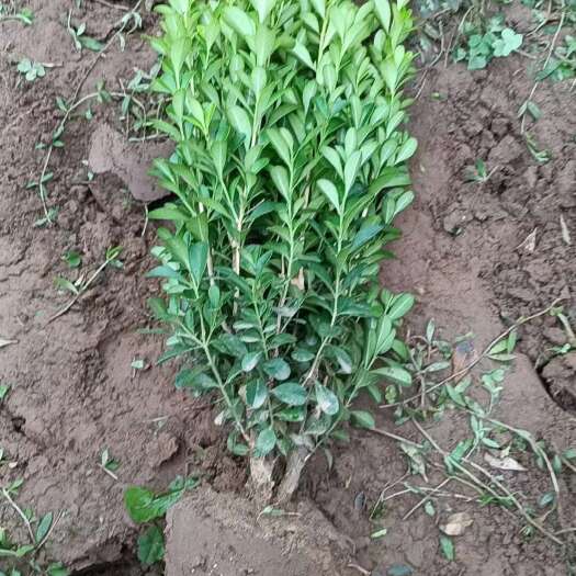 定州市小叶黄杨、小叶黄杨基地、河北小叶黄杨、定州小叶黄杨