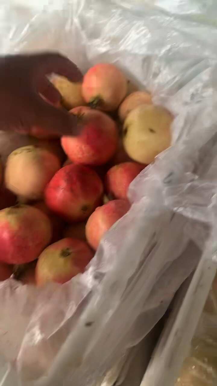 河阴软籽石榴