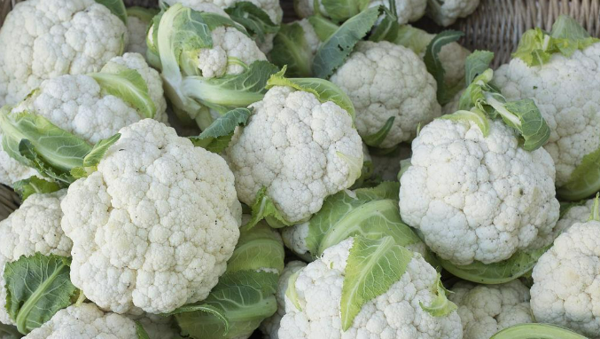 白花菜花 聊城万亩种植基地发货 量大从优 全国发货