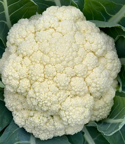 聊城白花菜花 聊城万亩种植基地发货 量大从优 全国发货