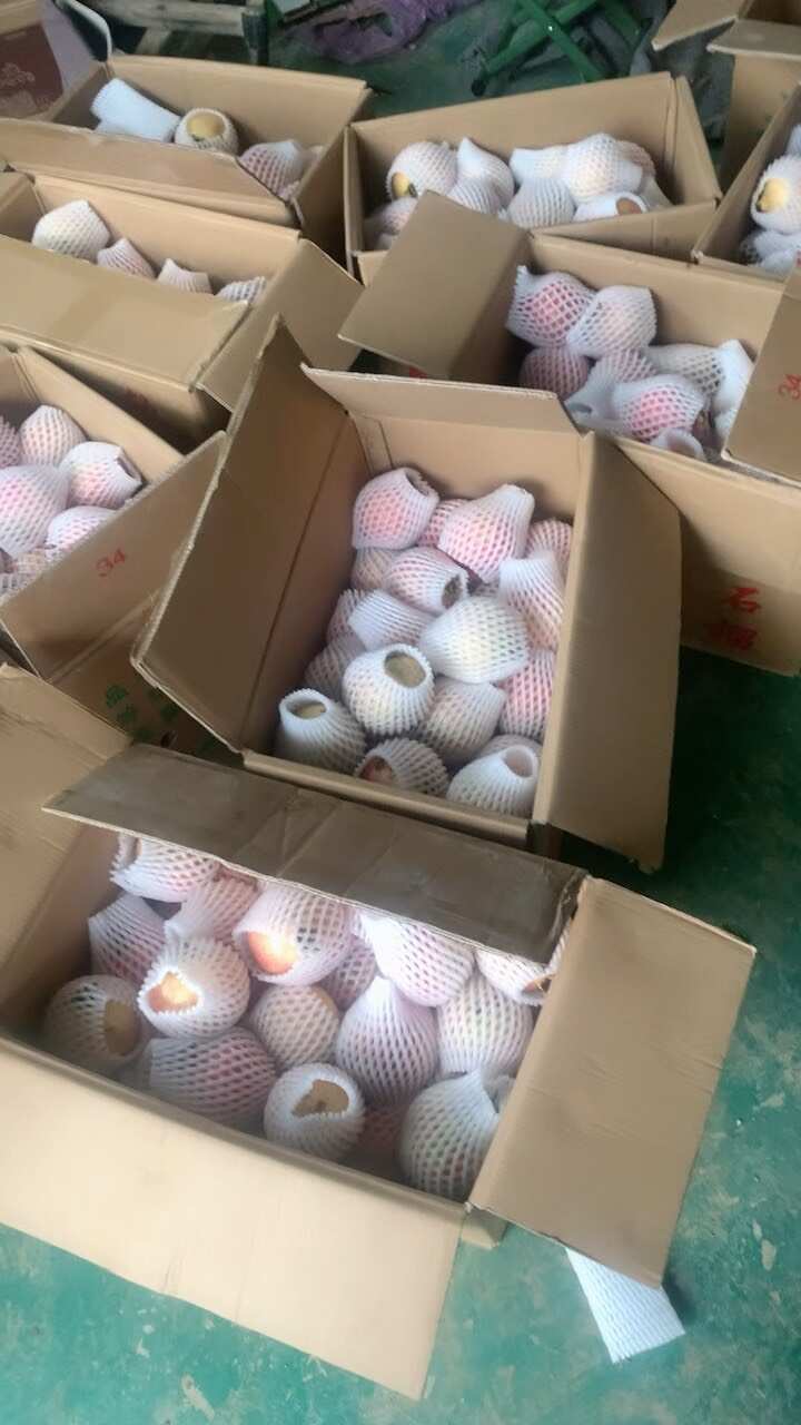 河阴软籽石榴