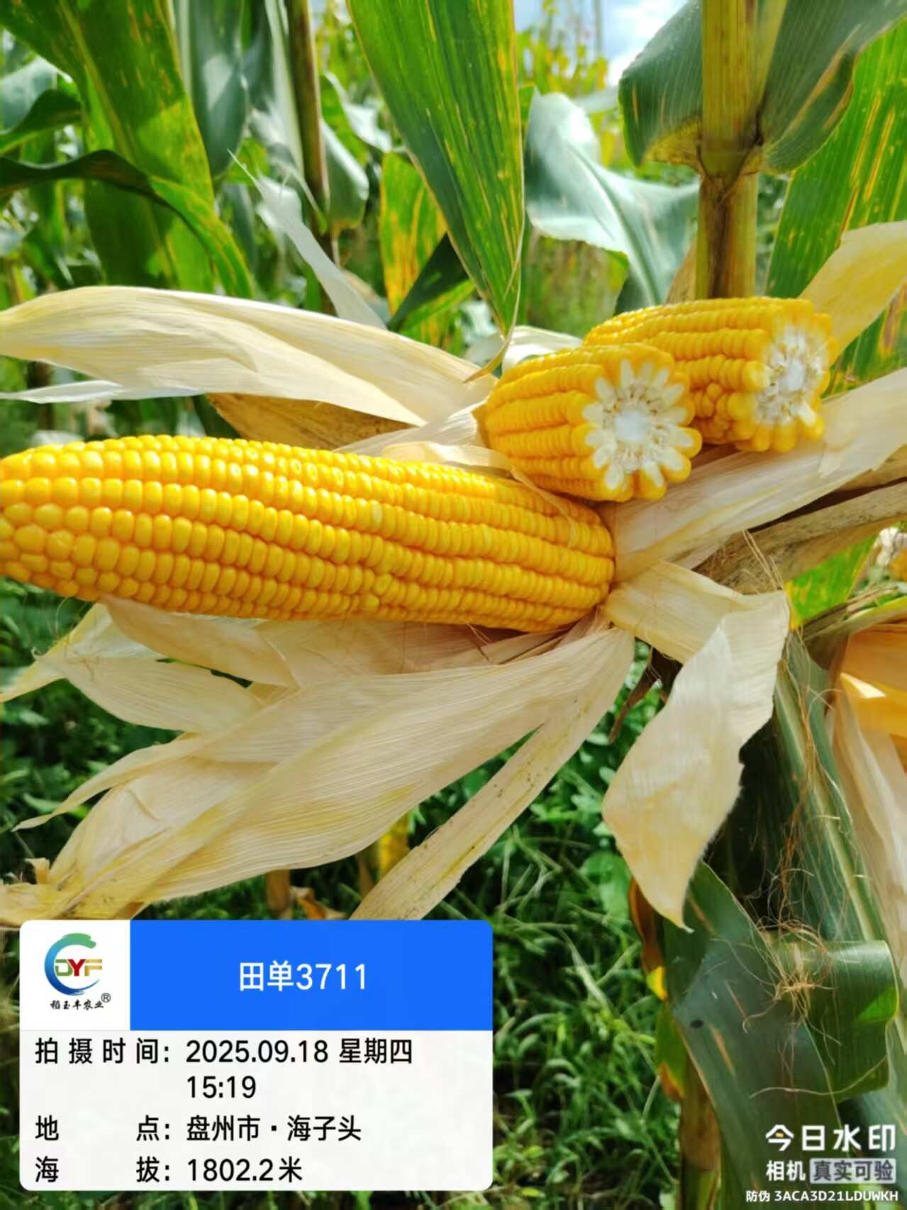 田单3711玉米种子厂家直销