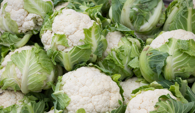 白花菜花 聊城万亩种植基地发货 量大从优 全国发货