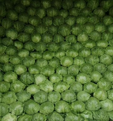 圆包菜颜色绿 暖棚大棚甘蓝 基地发货 供应全国