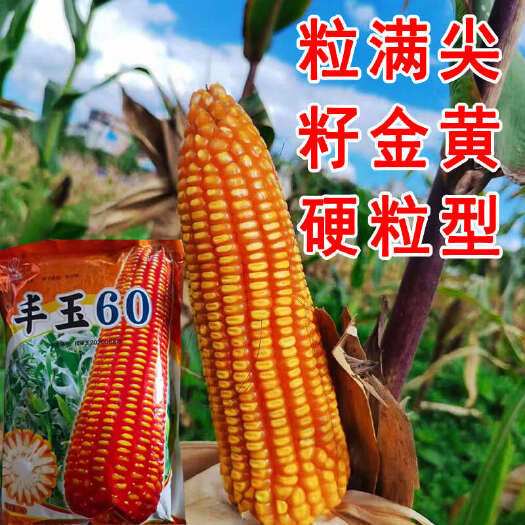 贵阳丰玉60热区玉米种子