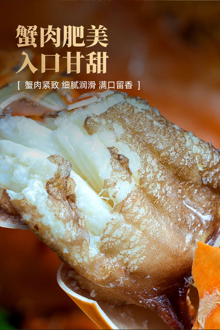 江苏精品活蟹批发散货母蟹专属