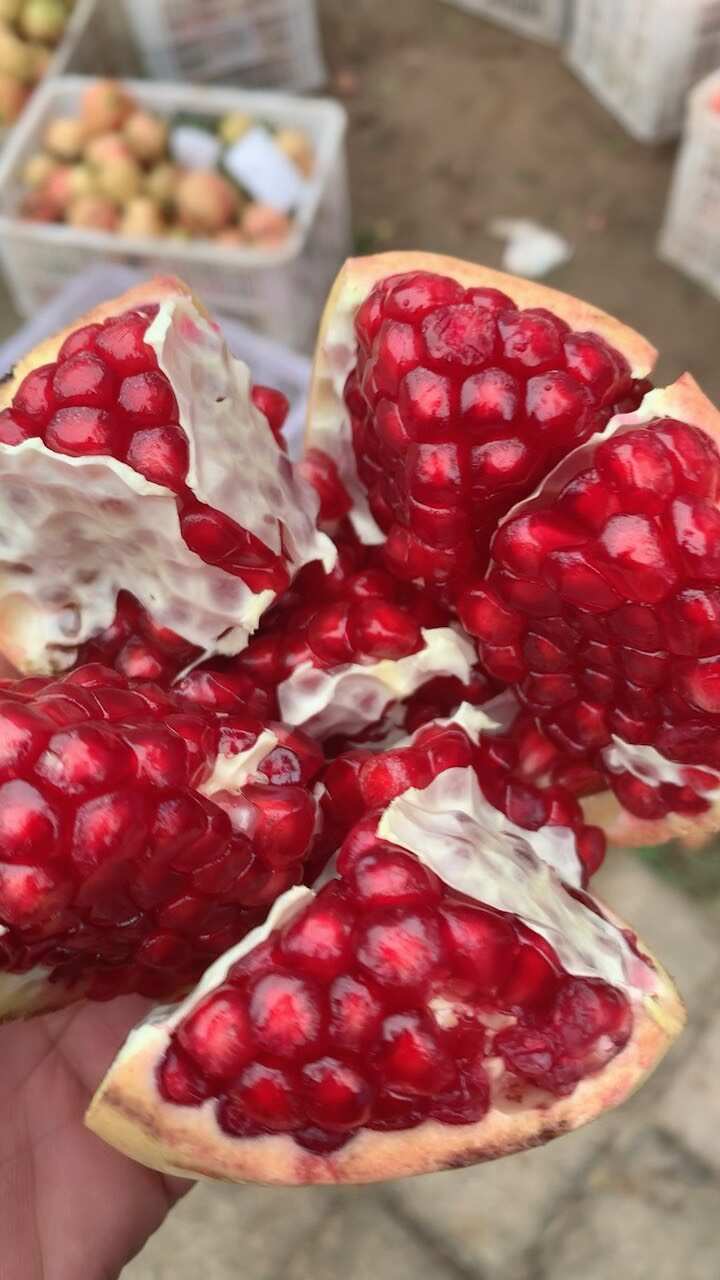河阴软籽石榴