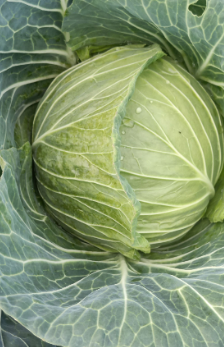 圆包菜颜色绿 暖棚大棚甘蓝 基地发货 供应全国